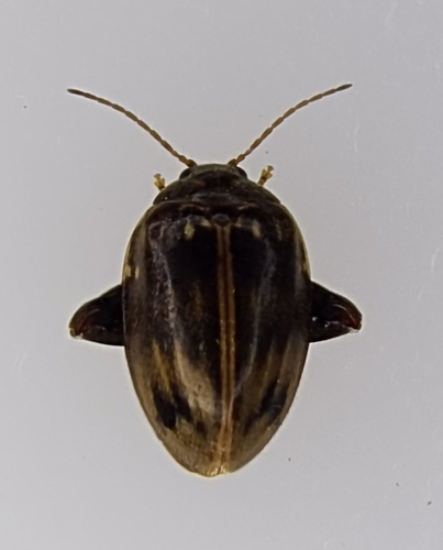 Texas Flea Marsh Beetle photo 4