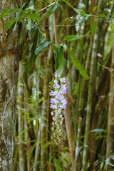 Aerides falcata