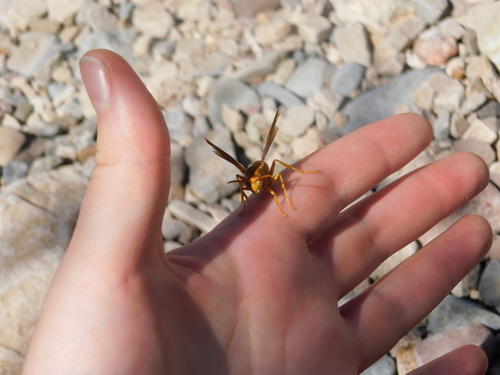 Yellow Paper Wasp