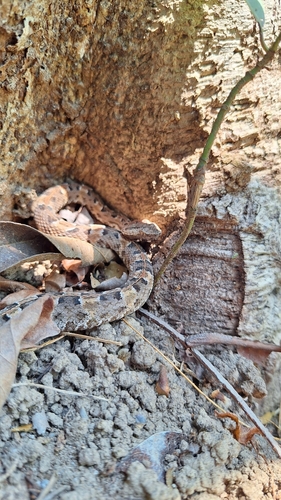 Lansberg's Hognose Viper, Porthidium lansbergii