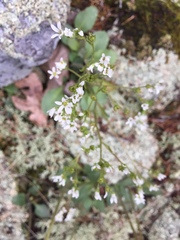 Micranthes virginiensis