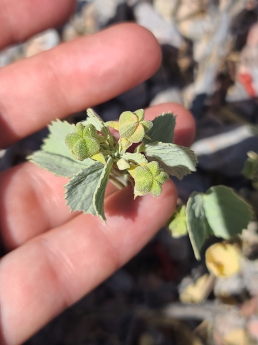 Image of Abutilon malacum by no rights reserved