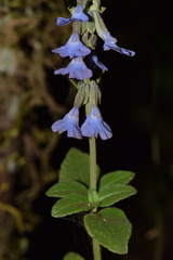 Salvia helianthemifolia