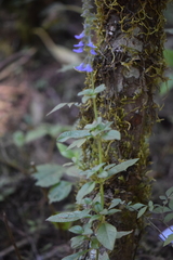 Salvia helianthemifolia