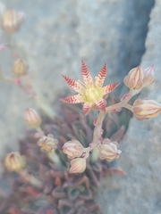 Graptopetalum rusbyi