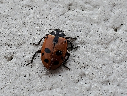 Sinuate Lady Beetle (Hippodamia sinuata), a species recorded in Nevada