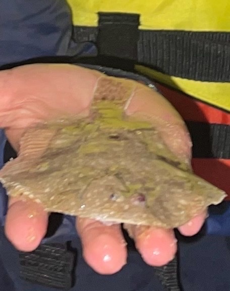Tudor's Flounder photo 2