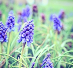 Muscari armeniacum