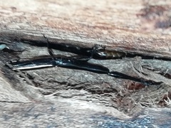 Brentus anchorago