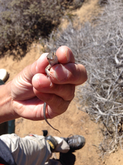 Aspidoscelis hyperythrus beldingi