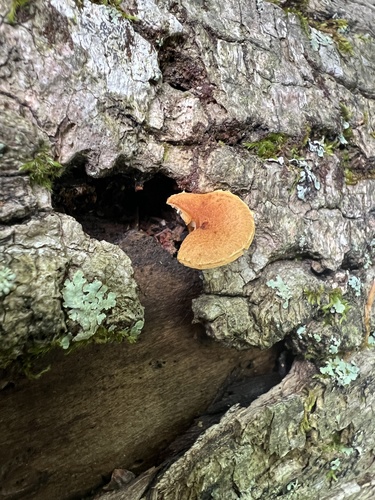 Pholiota