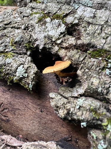 Pholiota (Photo 2 of 4)