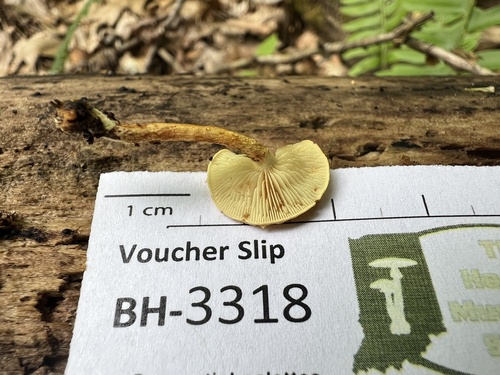 Pholiota (Photo 3 of 4)