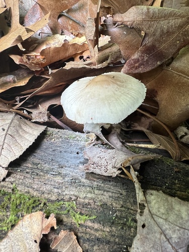 Mycena inclinata