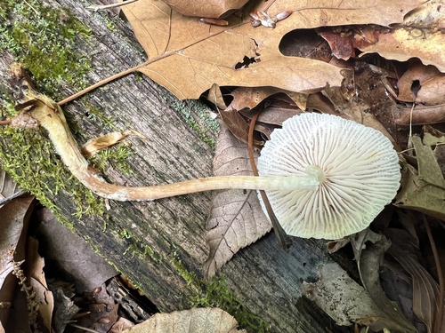 Mycena inclinata (Photo 2 of 4)