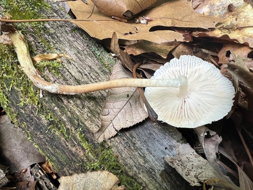 Mycena inclinata (Photo 3 of 4)