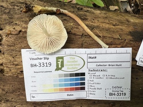Mycena inclinata (Photo 4 of 4)