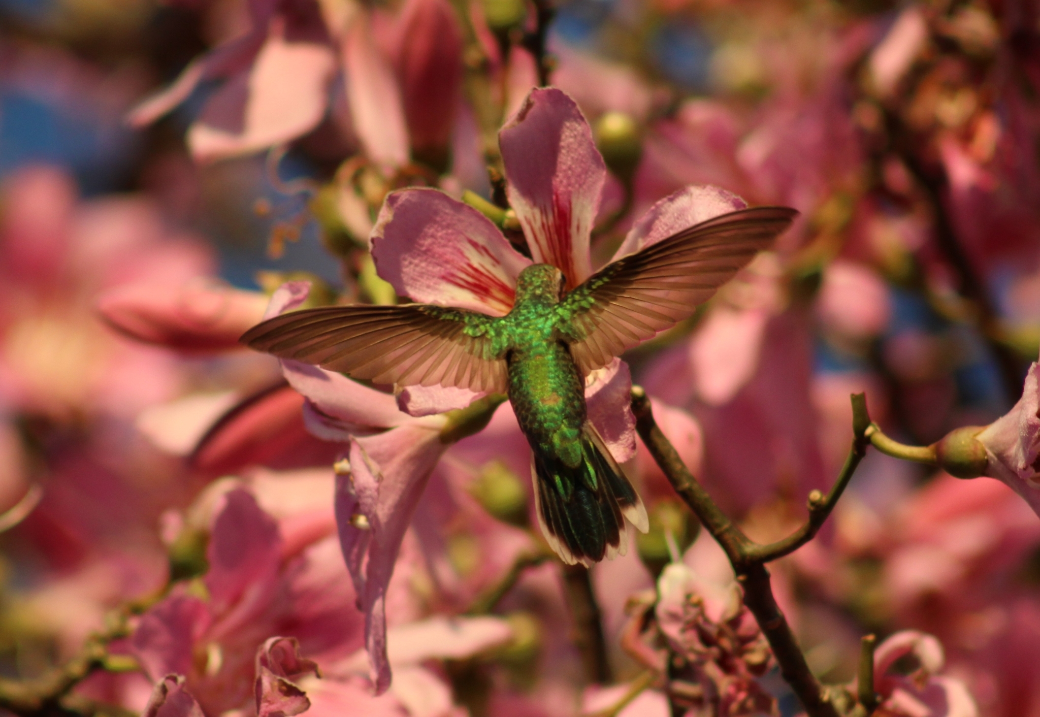 White-tailed Goldenthroat (Polytmus guainumbi)