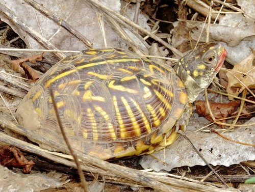 Ornate Box Turtle
