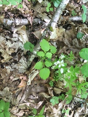 Cardamine flagellifera