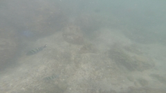 Halichoeres notospilus