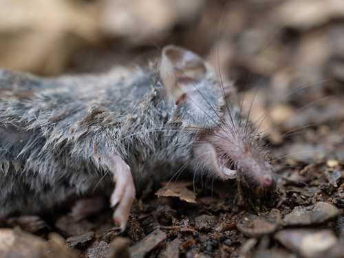 Greater White-toothed Shrew
