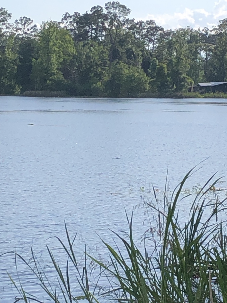 American Alligator from Lake Seminole, Bainbridge, GA, US on May 4 ...