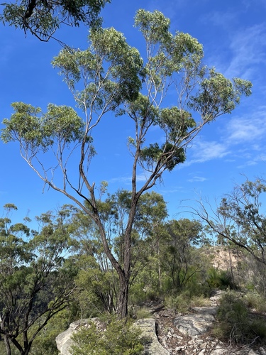 Eucalyptus beaniana