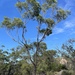 Eucalyptus beaniana - Photo (c) Dean Nicolle, some rights reserved (CC BY-NC), uploaded by Dean Nicolle