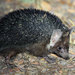 Brandt's Hedgehog - Photo (c) Shah Jahan, some rights reserved (CC BY-SA)