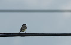 Tyrannus tyrannus × tyrannus verticallis