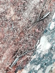 Brentus anchorago