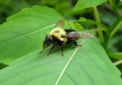 Laphria thoracica