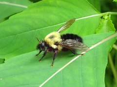 Laphria thoracica