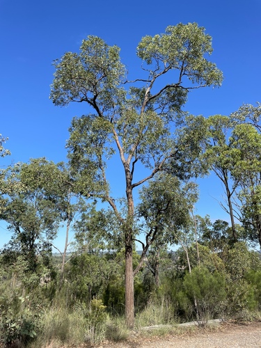 Narrow-leaved White Mahogany (Eucalyptus tenuipes)