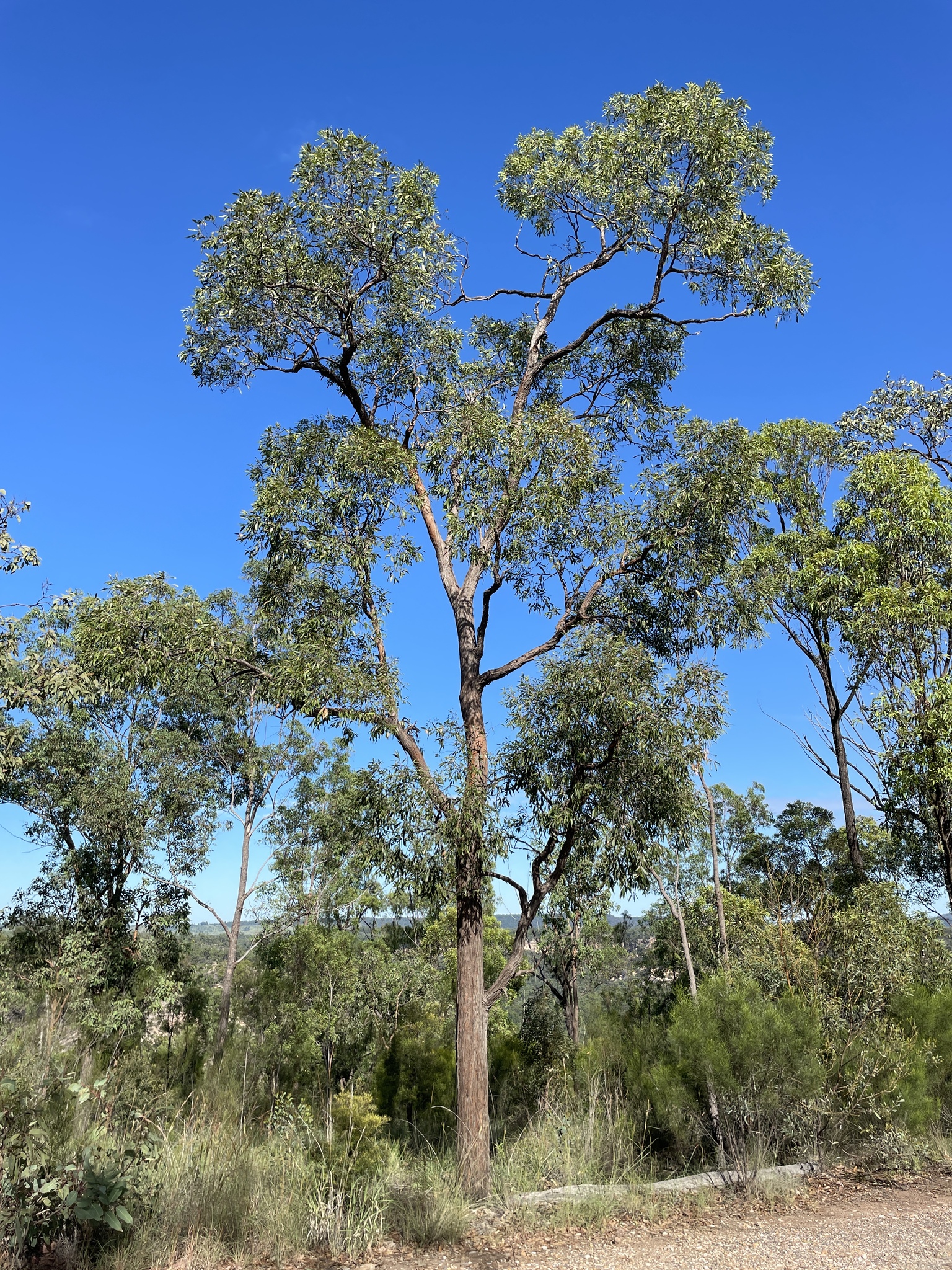 Eucalyptus tenuipes