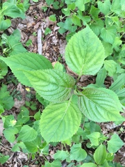 Collinsonia canadensis