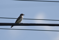 Tyrannus tyrannus × tyrannus verticallis