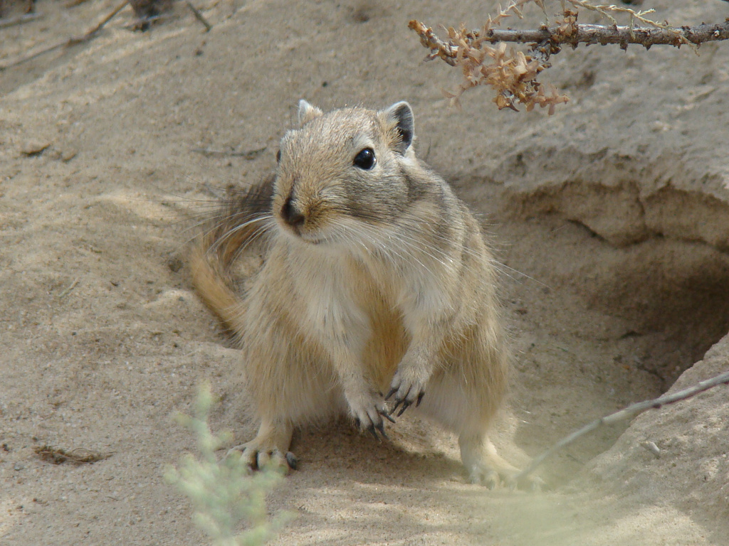 Great Gerbil