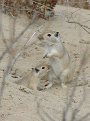 Great Gerbil photo 3