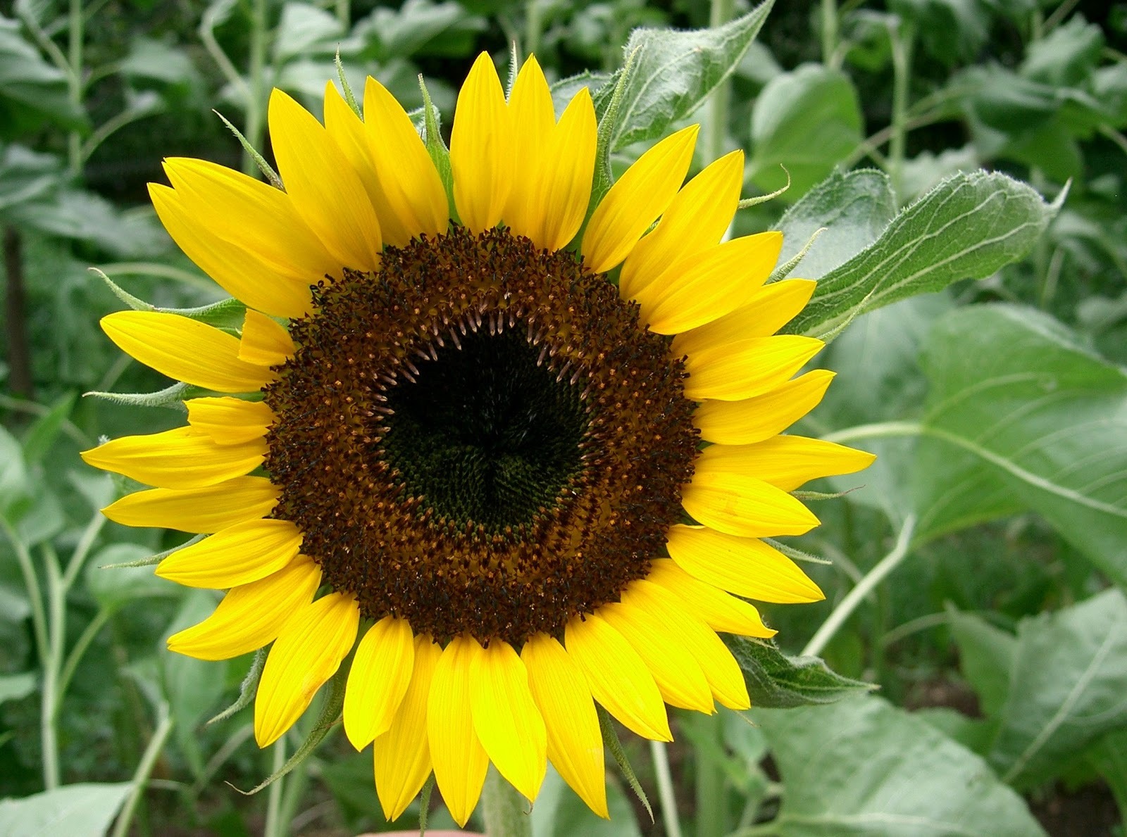 Helianthus annuus image