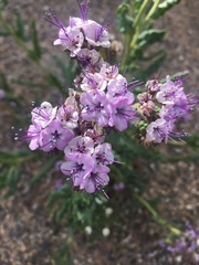 Phacelia