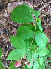 Phylloxera spinosa