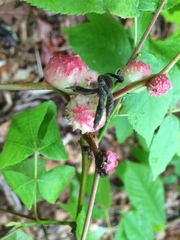 Phylloxera spinosa