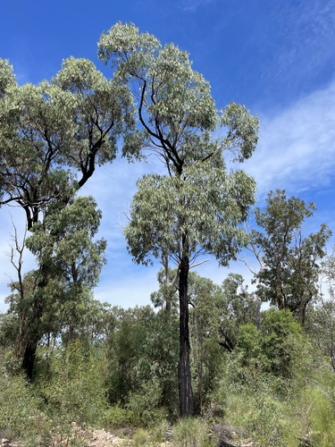 Eucalyptus corynodes