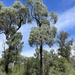 Eucalyptus corynodes - Photo (c) Dean Nicolle, some rights reserved (CC BY-NC), uploaded by Dean Nicolle