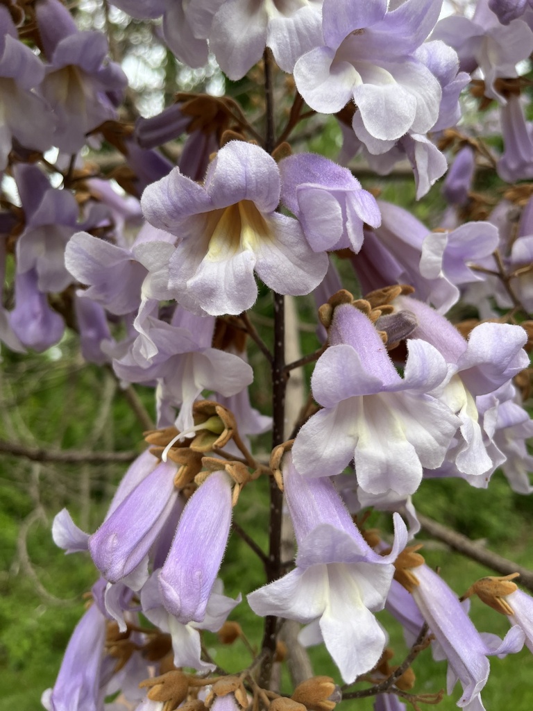 Paulownia tomentosa