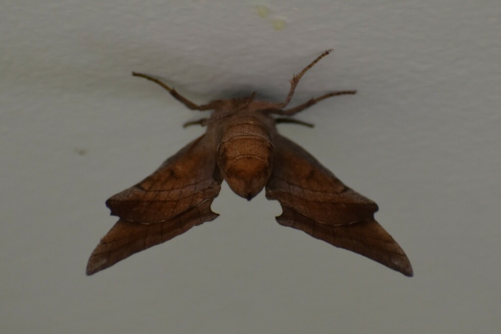 Walnut Sphinx from Old Tennessee Pike Rd, Alabama 35126, USA on May 1 ...