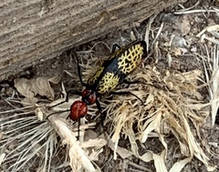 Tegrodera aloga