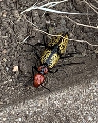Tegrodera aloga